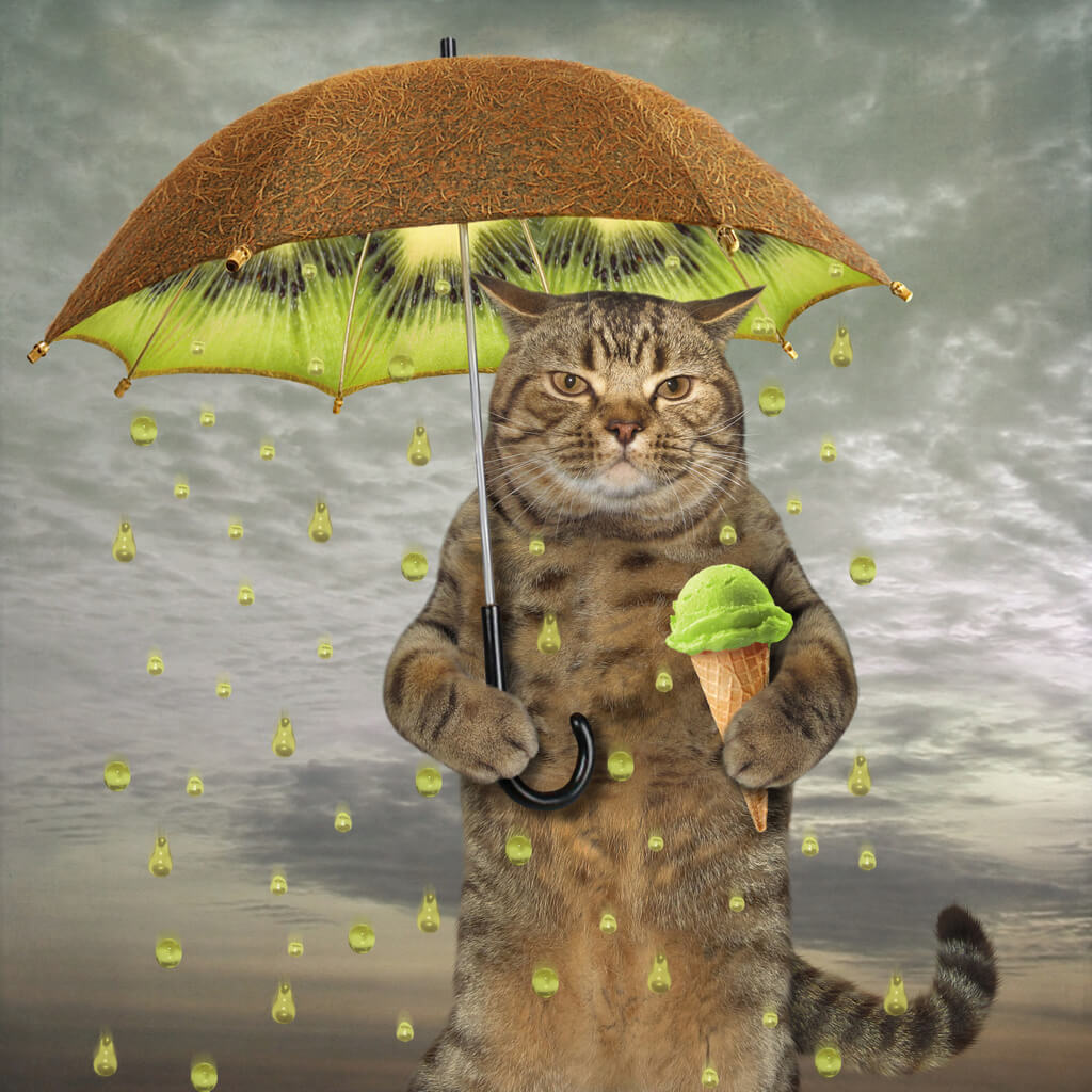 Cat eating ice cream under kiwi umbrella